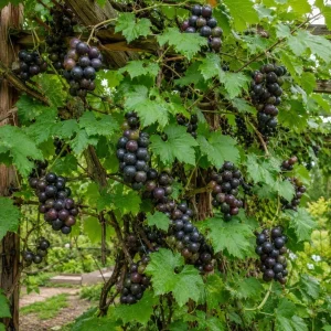 Muscadine Grape Vine Live Plant, 2-Pack, 4 Inch Pot - Sweet Grapes, Hardy Outdoor Climbing Fruit Vine - Image 1