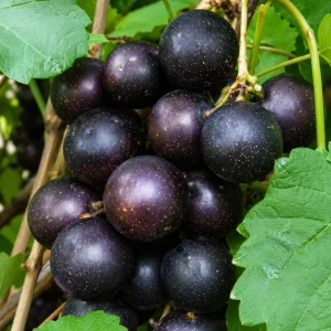 Muscadine Grape Vine Live Plant - 4 Inch Pot - Sweet Fruit Climbing Vine - Image 4