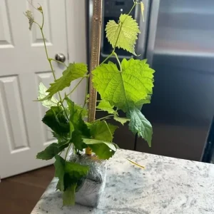 Muscadine Grape Vine Live Plant - 4 Inch Pot - Sweet Fruit Climbing Vine - Image 6
