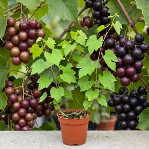 Muscadine Grape Vine Live Plant - 4 Inch Pot - Sweet Fruit Climbing Vine - Image 7