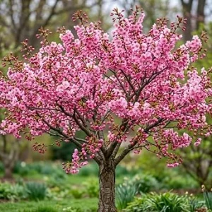 Okame Flowering Cherry Tree Live Plant – 6-12" Tall – Dark Pink Spring Blooms - Image 1