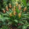 Pack 2 Orange Yellow Heliconia Rhizomes - Tropical Bird of Paradise Plant, 6-8 Inches - Image 1
