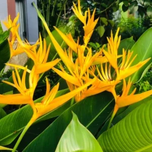 Pack 2 Yellow Heliconia Rhizomes - Upright Bird of Paradise Tropical Plant, 6-8 Inches Long, Outdoor - Image 2
