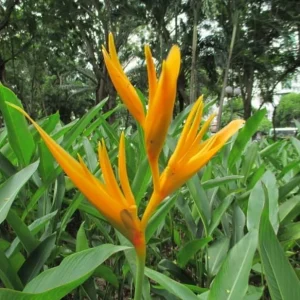 Pack 2 Yellow Heliconia Rhizomes - Upright Bird of Paradise Tropical Plant, 6-8 Inches Long, Outdoor - Image 3