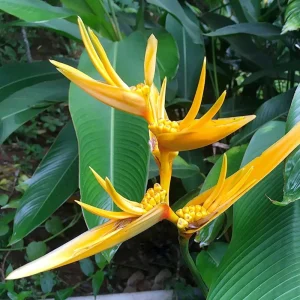 Pack 2 Yellow Heliconia Rhizomes - Upright Bird of Paradise Tropical Plant, 6-8 Inches Long, Outdoor - Image 5