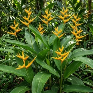 Pack 2 Yellow Heliconia Rhizomes - Upright Bird of Paradise Tropical Plant, 6-8 Inches Long, Outdoor - Image 1