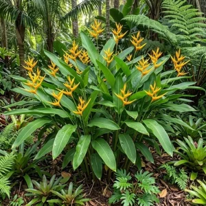 Pack 4 Vibrant Yellow Heliconia Rhizomes Upright Bird of Paradise Tropical Heliconia Flowers Well Rooted, 6-8 Inc Long - Image 1