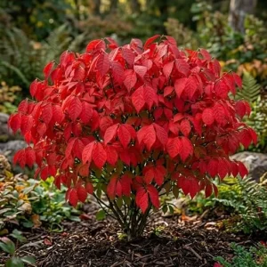 Pack of 10 Dwarf Burning Bush Bare Root Plants 6-12 inches Tall - Outdoor Shrub - Image 5