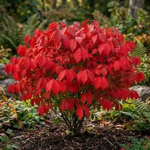 Pack of 10 Dwarf Burning Bush Bare Root Plants 6-12 inches Tall - Outdoor Shrub - Image 6