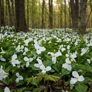 Pack of 10 White Trillium Bulbs for Planting – Wood Lily Tubers, Partial Shade - Image 4