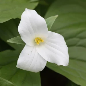 Pack of 10 White Trillium Bulbs for Planting – Wood Lily Tubers, Partial Shade - Image 7