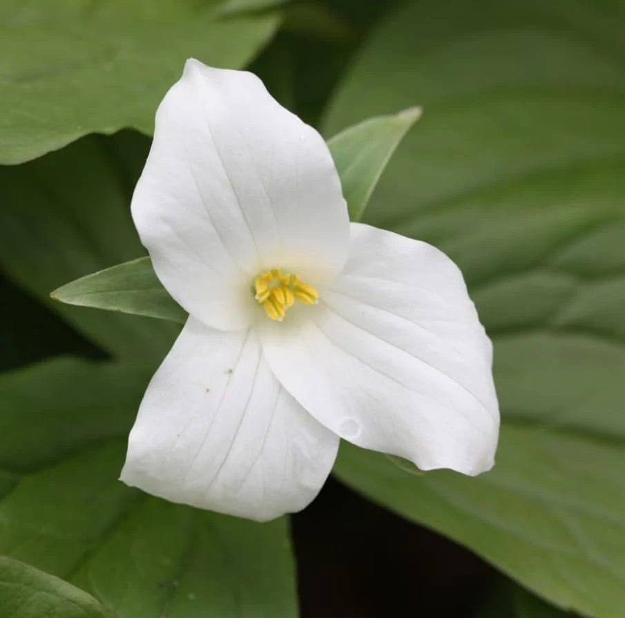 Pack of 10 White Trillium Bulbs for Planting – Wood Lily Tubers, Partial Shade - Image 7