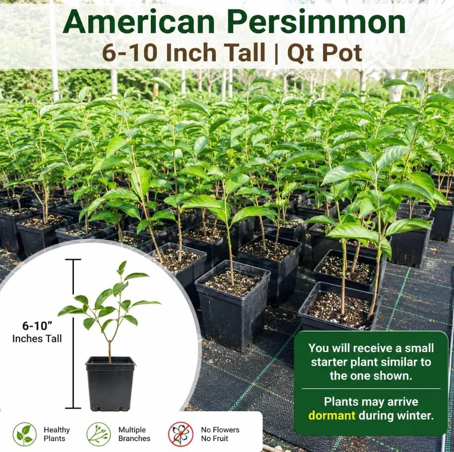 Pack of 2 American Persimmon Live Trees - 7-14" Tall Hardy Fruit Plants in Qt Pot - Image 3