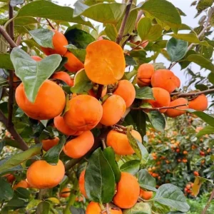 Pack of 2 American Persimmon Live Trees - 7-14