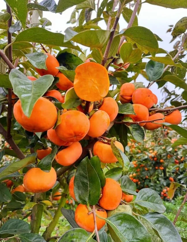 Pack of 2 American Persimmon Live Trees - 7-14" Tall Hardy Fruit Plants in Qt Pot - Image 4