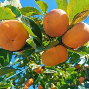 Pack of 2 American Persimmon Live Trees - 7-14