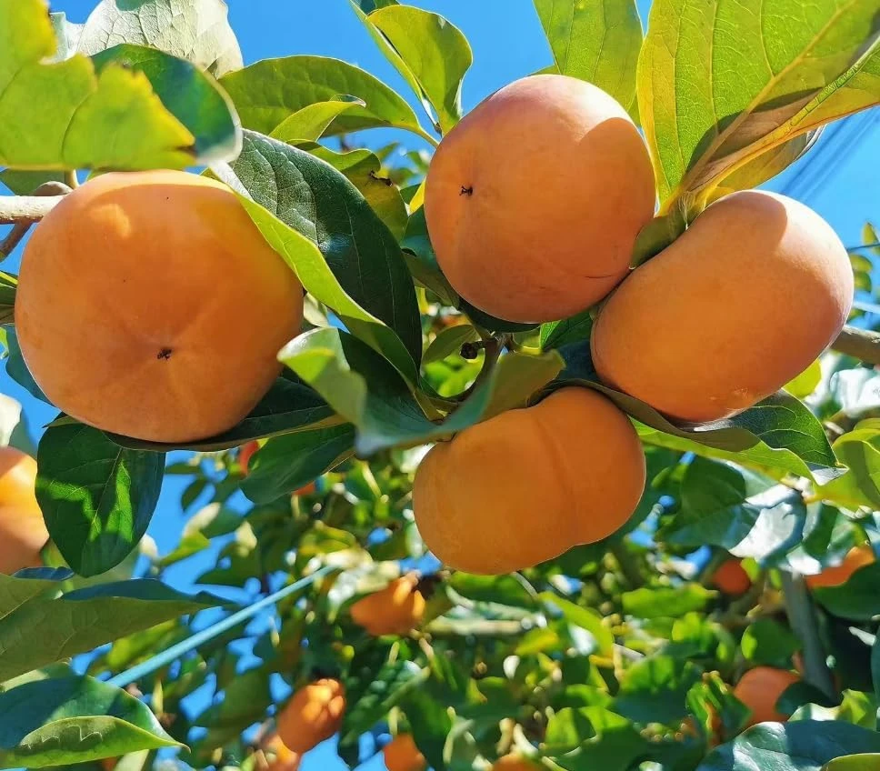 Pack of 2 American Persimmon Live Trees - 7-14" Tall Hardy Fruit Plants in Qt Pot - Image 5