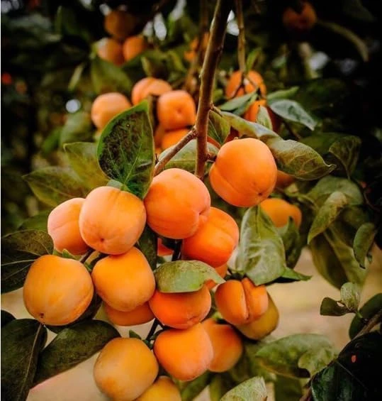 Pack of 2 American Persimmon Live Trees - 7-14" Tall Hardy Fruit Plants in Qt Pot - Image 6