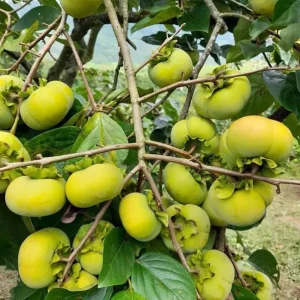 Pack of 2 American Persimmon Live Trees - 7-14