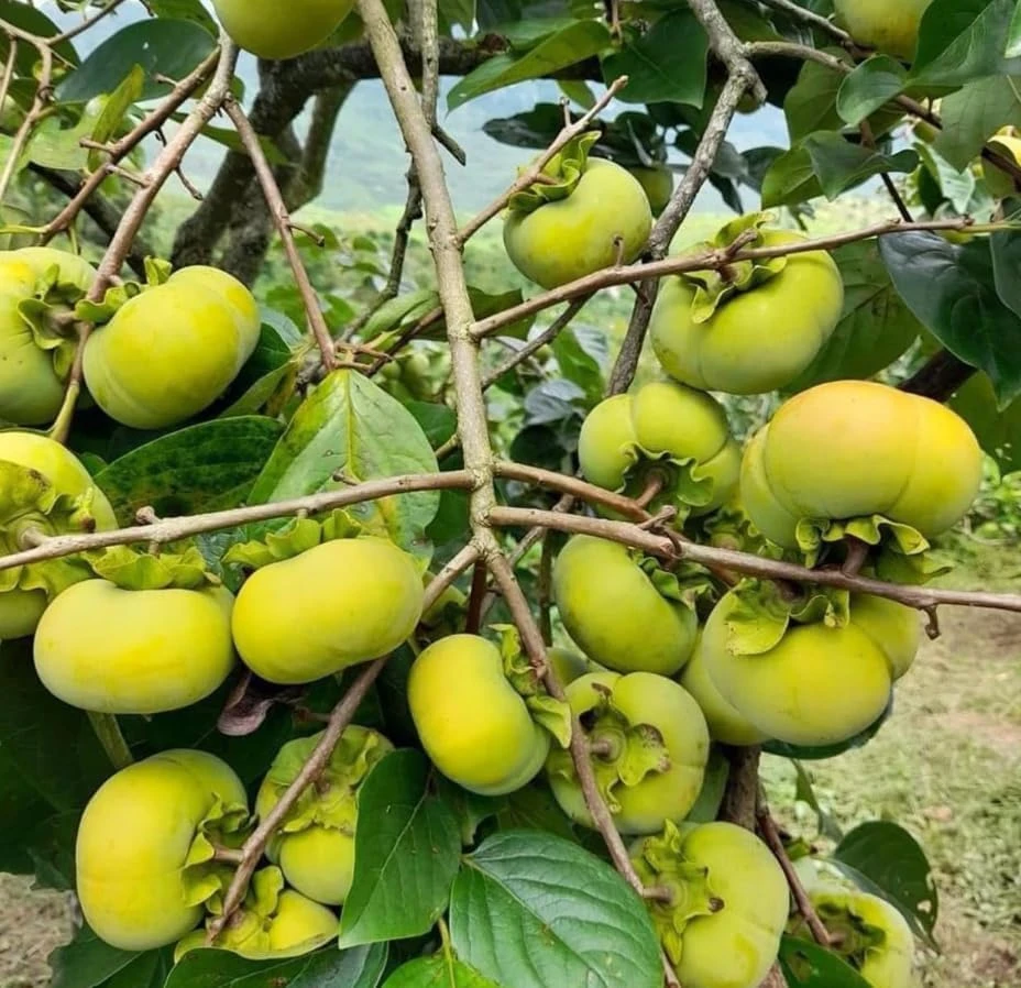 Pack of 2 American Persimmon Live Trees - 7-14" Tall Hardy Fruit Plants in Qt Pot - Image 7