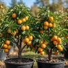 Pack of 2 American Persimmon Live Trees - 7-14" Tall Hardy Fruit Plants in Qt Pot - Image 1