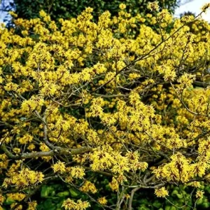 Pack of 2 American Witch-Hazel Live Plants - Hardy Shrub Bushy Flower, 6-12