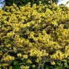Pack of 2 American Witch-Hazel Live Plants - Hardy Shrub Bushy Flower, 6-12" Tall in Qt Pot, Outdoor - Image 1