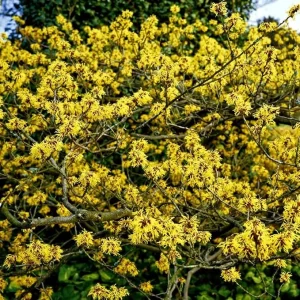 Pack of 2 American Witch-Hazel Live Plants - Hardy Shrub Bushy Flower, 6-12