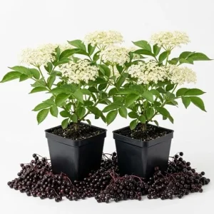 Pack of 2 Black Elderberry Live Plants – American Berry Shrubs 7-12