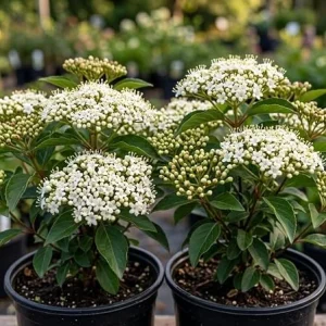 Pack of 2 Black Haw Viburnum Live Shrub Plants 6-12 Inch Tall in 4 Inch Pot, Outdoor Garden Shrub - Image 2