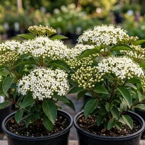 Pack of 2 Black Haw Viburnum Live Shrub Plants 6-12 Inch Tall in 4 Inch Pot, Outdoor Garden Shrub - Image 3