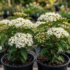 Pack of 2 Black Haw Viburnum Live Shrub Plants 6-12 Inch Tall in 4 Inch Pot, Outdoor Garden Shrub - Image 7