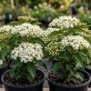 Pack of 2 Black Haw Viburnum Live Shrub Plants 6-12 Inch Tall in 4 Inch Pot, Outdoor Garden Shrub - Image 1