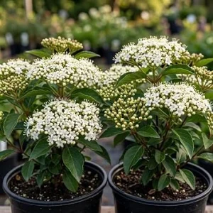 Pack of 2 Black Haw Viburnum Live Shrub Plants 6-12 Inch Tall in 4 Inch Pot, Outdoor Garden Shrub - Image 1