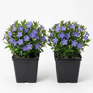 Pack of 2 Blue Vinca Live Plants for Ground Cover - Creeping Myrtle Periwinkle Vine 6-12