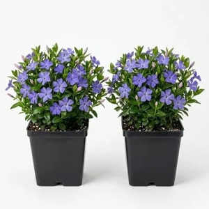 Pack of 2 Blue Vinca Live Plants for Ground Cover - Creeping Myrtle Periwinkle Vine 6-12