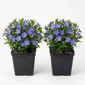 Pack of 2 Blue Vinca Live Plants for Ground Cover - Creeping Myrtle Periwinkle Vine 6-12