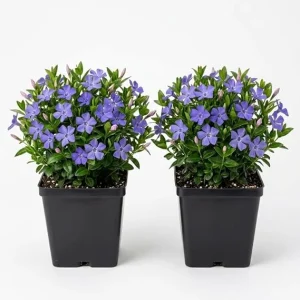 Pack of 2 Blue Vinca Live Plants for Ground Cover - Creeping Myrtle Periwinkle Vine 6-12