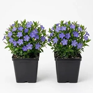 Pack of 2 Blue Vinca Live Plants for Ground Cover - Creeping Myrtle Periwinkle Vine 6-12