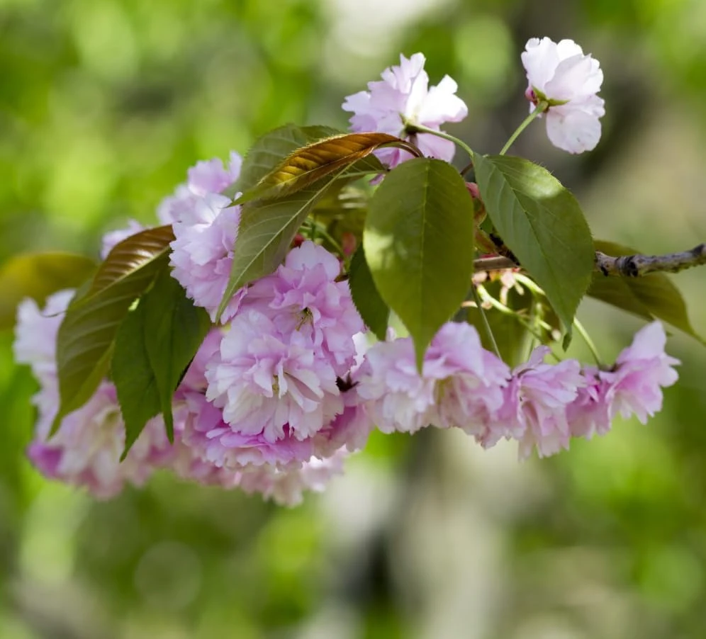 Pack of 2 Double Pink Flowering Cherry Trees Live Plant, 6-12" Tall, Ornamental Tree - Image 2