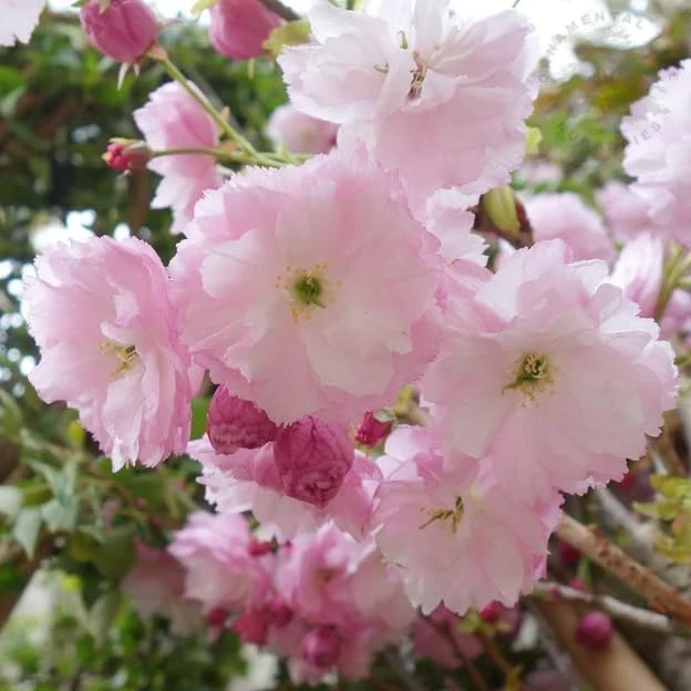 Pack of 2 Double Pink Flowering Cherry Trees Live Plant, 6-12" Tall, Ornamental Tree - Image 4