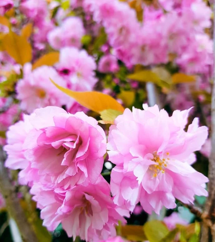 Pack of 2 Double Pink Flowering Cherry Trees Live Plant, 6-12" Tall, Ornamental Tree - Image 5