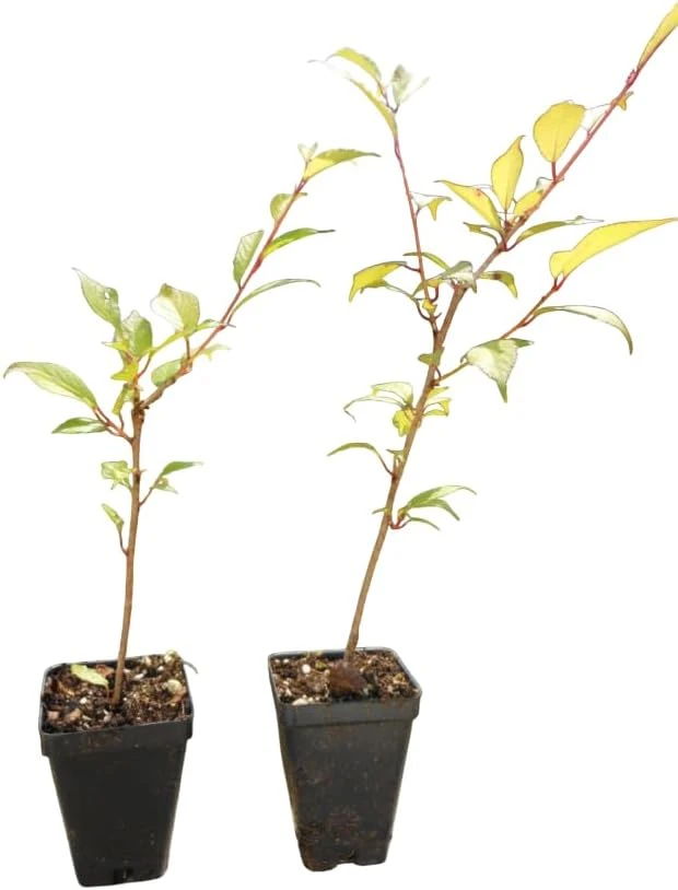 Pack of 2 Double Pink Flowering Cherry Trees Live Plant, 6-12" Tall, Ornamental Tree - Image 6