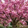Pack of 2 Double Pink Flowering Cherry Trees Live Plant, 6-12" Tall, Ornamental Tree - Image 1