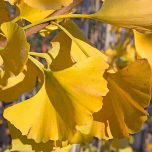 Pack of 2 Ginkgo Tree Live Plants 8-12