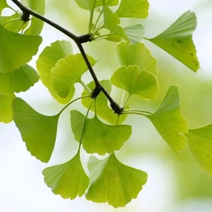 Pack of 2 Ginkgo Tree Live Plants 8-12