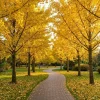 Pack of 2 Ginkgo Tree Live Plants 8-12" Tall Quart Pot - Outdoor Shade Tree - Image 1