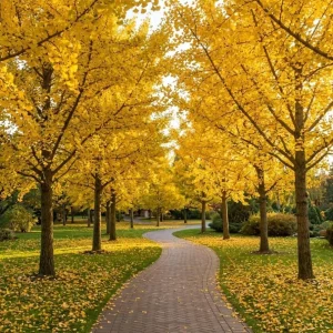 Pack of 2 Ginkgo Tree Live Plants 8-12