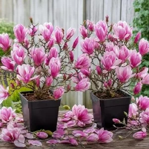 Pack of 2 Jane Magnolia Tree Live Plant, Purple Pink Flowers, 6-12" Tall, 2.5" Pot, Outdoor Shrub - Image 1