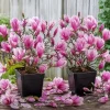 Pack of 2 Jane Magnolia Tree Live Plant, Purple Pink Flowers, 6-12" Tall, 2.5" Pot, Outdoor Shrub - Image 1